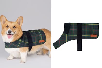 El modelo para lucir el chaleco es un corgi