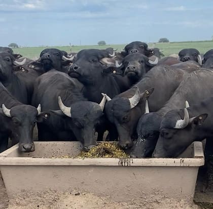 El modelo productivo también alcanza a la producción de carne de búfalo