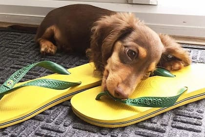 El modelo que exhibía la bandera de origen, la brasileña