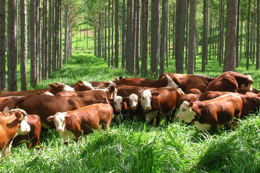 Nuevo proyecto agrícola promueve inversión y desarrollo en Argentina