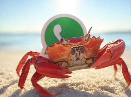 El "modo cangrejo" de WhatsApp permite traer estos crustáceos a la pantalla de inicio del celular