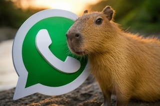 Paso a paso para activar el “modo Capibara” en WhatsApp