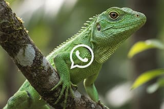 Cómo activar el "modo lagartija" en WhatsApp