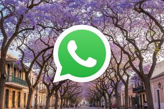 Cómo activar el “modo primavera” de WhatsApp
