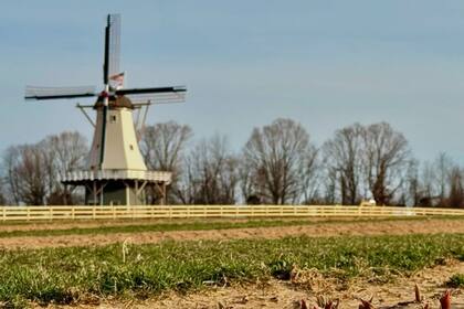 El molino de viento tradicional de casi 30 metros de altura, conocido como Dutch Dream (hollandridgefarms)