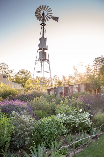 El molino junto al cantero con budleias, salvias,
dalias