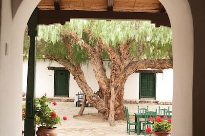 El molle del patio de la Hacienda de Molinos: brinda sombra y es protagonista de un espacio muy grato para los huéspedes.