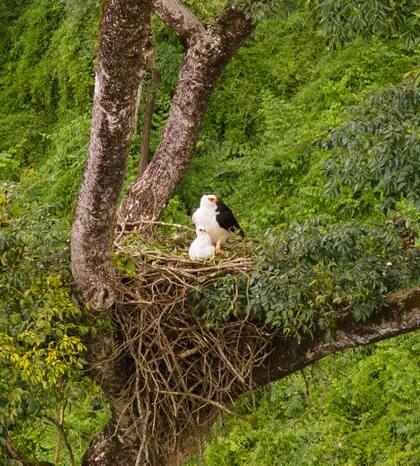 El momento culminante: con un drone, logran observar a la hembra de águila viuda con su cría