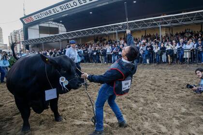 El momento de la elección del Gran Campeón Macho