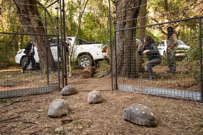 El momento de la liberación del primer grupo de tortuga yabotí en El Impenetrable