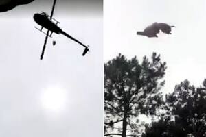 La insólita historia detrás del cordero arrojado desde un helicóptero