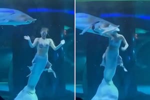 El momento del ataque del pez