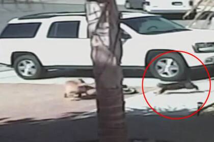 El momento del ataque del can y la corrida de Tara para defender al menor