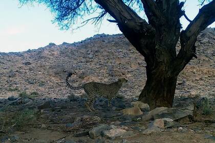 El momento del video en el que el felino intenta trepar al árbol