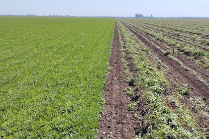 El momento donde se produce la arrancada: el maní llegó sano y bien verde