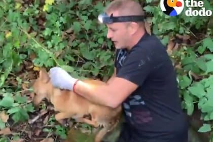 El momento en el que el joven logra sacar a la mascota del pozo