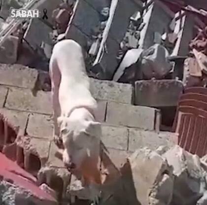 El momento en el que el perro busca a su dueño entre los escombros