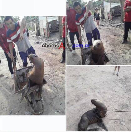 El momento en el que fue llevada en carretilla