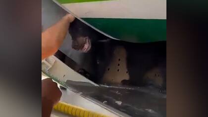 El momento en que el oso intentó escapar