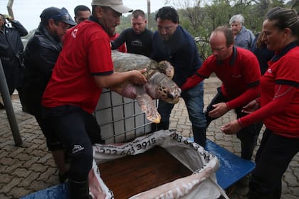 El momento en que el tortugo llega al acuario de Mar del Plata