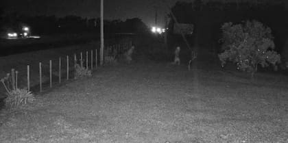 El momento en que ingresan al feedlot