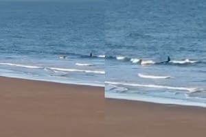 Una orca persiguió a un hombre que andaba en kayak en la costa de Río Negro