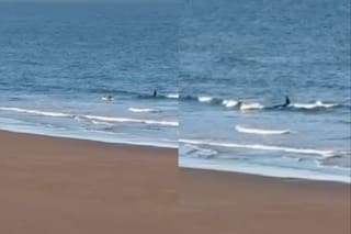 Una orca persiguió a un hombre que andaba en kayak en la costa de Río Negro