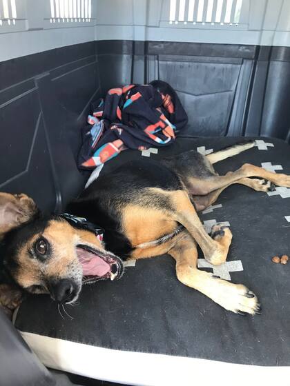 El momento en que Mini fue rescatada: sufría de dolor y no fue fácil atenderla.