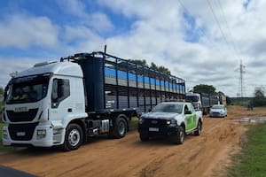 Ordenaron el “inmediato traslado” de 184 animales retenidos por la Justicia