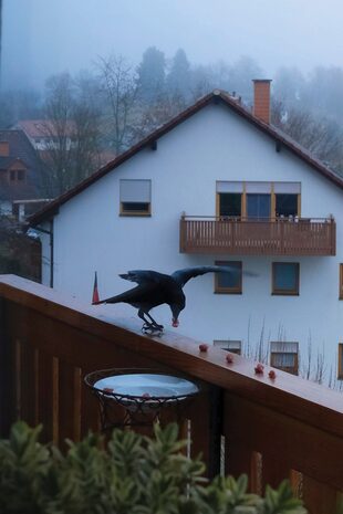 El momento en que uno de los cuervos llega al balcón en busca de su alimento. 