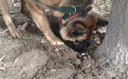 El momento en que uno de los perros encuentra trufas