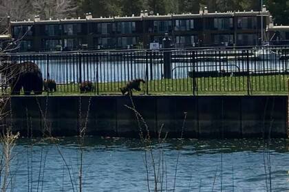El momento en que uno de los tres cachorros está a punto de caer al agua