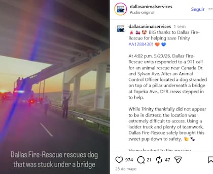 El momento enterneció a todos (Foto: Instagram/@dallasanimalservices)