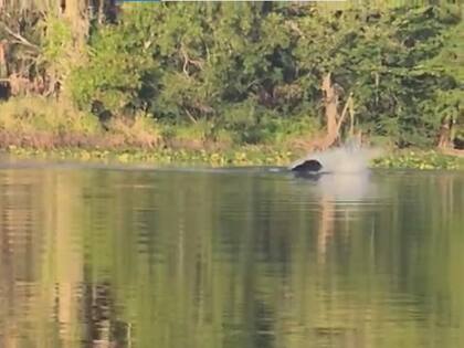 El momento exacto del ataque del caimán al oso negro