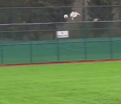 El momento exacto donde la pelota impactó sobre la gaviota