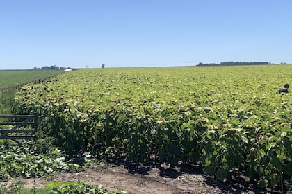 El monitoreo ayuda a enfrentar las adversidades que suele sufrir el cultivo