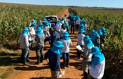 El monitoreo es crucial para determinar la presencia de la plaga
