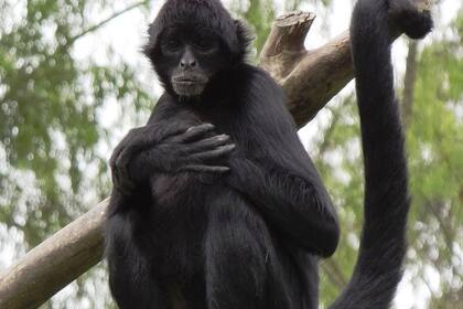 El mono araña está en peligro de extinción y no se puede importar a EE.UU. como una mascota
