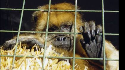El mono es uno de los animales más perseguidos por cazadores en el norte argentino