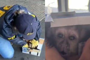 Rescataron a una cría de mono caí que era transportado ilegalmente en Retiro
