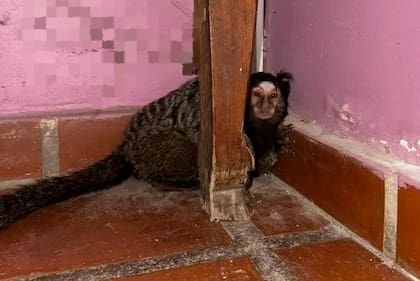 El mono tití que apareció en Córdoba.