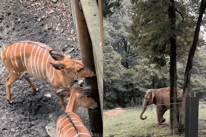 El monorriel recorre el parque, pero no está incluido en el pase