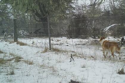 El monte es un refugio propicio para los perros y su reproducción