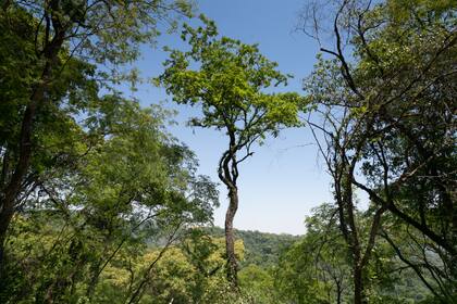 El monte se deja ver al costado de la RP 83.