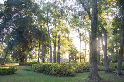 El monte se fue limpiando y se generaron diferentes espacios, los Clerodendrum bungei se reproducen mucho y funcionan perfectamente debajo de los árboles
