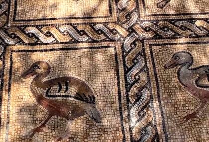 El mosaico describe aves que existían durante la época bizantina en la región