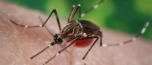 Otro virus transmitido por mosquitos desplaza al dengue este año: la advertencia oficial