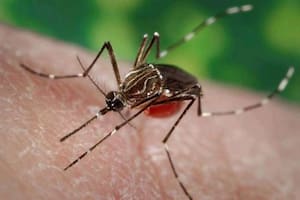 Otro virus transmitido por mosquitos desplaza al dengue este año: la advertencia oficial