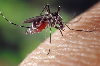 El mosquito Aedes aegypti puede ser portador del virus del dengue y de la fiebre amarilla.