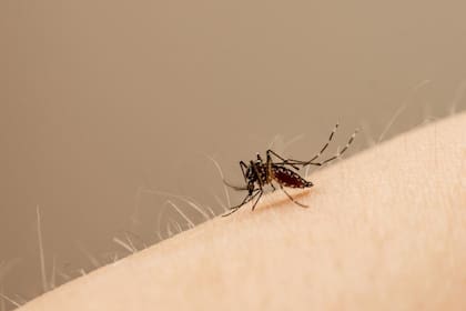El mosquito Aedes Aegypti se cría en los hogares
